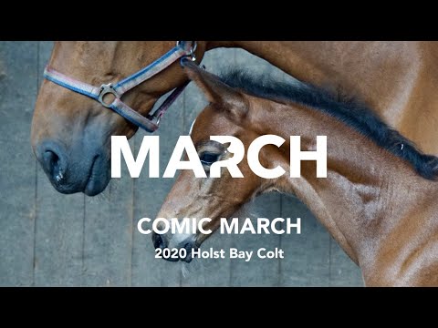 Comic March - 2020 Bay Colt by Comme Il Faut x Diamant De Semilly