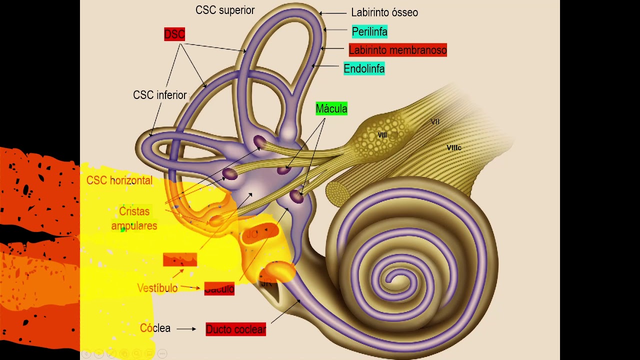EQUILÍBRIO - ANATOMOFISIOLOGIA DA ORELHA INTERNA