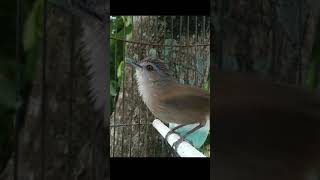 Download lagu Pelanduk semak betina #Shorts mp3