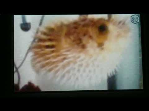 The tanenbaum company aladdin part 11 a narrow escape