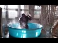 Gorilla dancing to Maniac in a pool