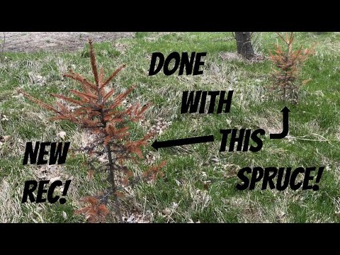 THE BEST EVERGREEN FOR DEER HABITAT? What works and what doesn't for northern winters!