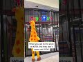 Note to self: just because you’re THE #Geoffrey doesn’t mean the store will open early for you. 😭