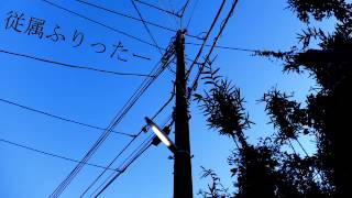 【初音ミク】「從屬fritter」【原創】