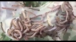 Caterpillar invasion  make tree suffocate.les chenilles a ay sur Moselle étouffent les arbres