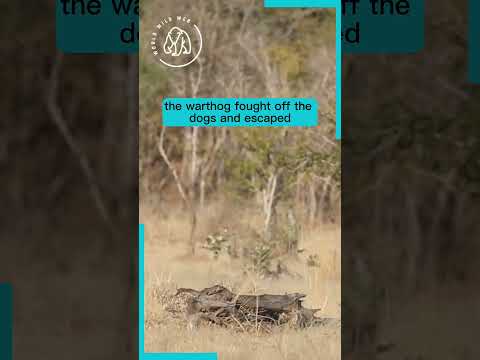 Click to play on YouTube