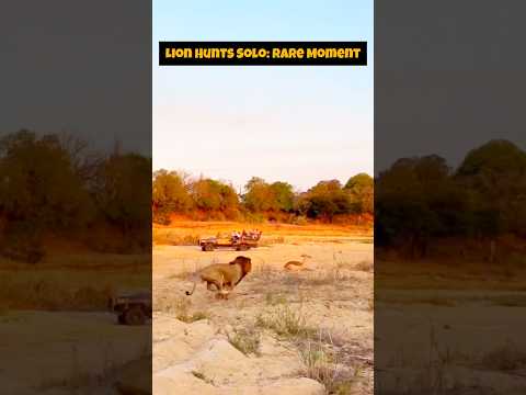 Rare Footage: Male Lion Hunting Alone in the Wild