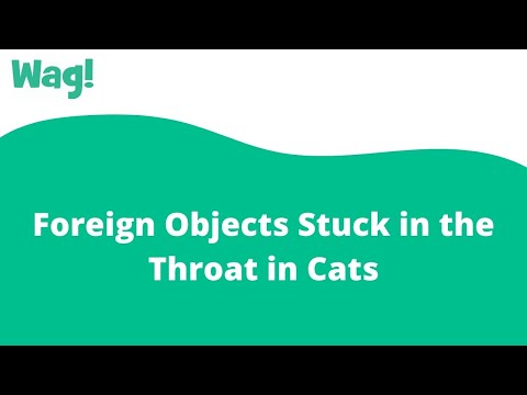 Foreign Objects Stuck in the Throat in Cats | Wag!