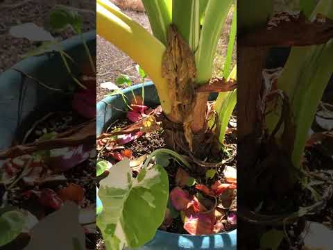 モンステラ・デリシオサと競合する野外クワズイモを維持するにはどうすればよいですか?  庭園