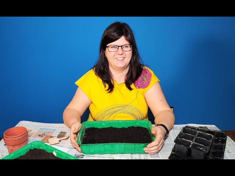 Setev paprike za sadike in kakšen je optimalen prostor za vzgojo sadik // Bolje za okolje