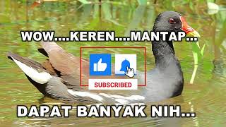 Download lagu SUARA PIKAT BURUNG MANDAR/PELAN/DER/ALISAN/SIBANG/MOORHENS BIRD/DUSKY/COMMON MOORHENS/GALLINULA mp3
