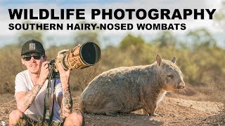 ENDANGERED WOMBATS - WILDLIFE PHOTOGRAPHY | BEHIND THE SCENES Part 1