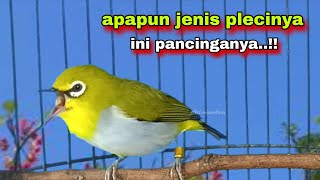 Download lagu Suara Burung Pleci Gacor Ngalas || Pleci Buxtoni Gacor Suara Ngalas || Pleci Bustomi Gacor mp3