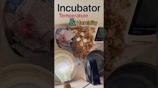 Incubator Cockatiel Chiks 1 day #cockatiel #egg #incubator