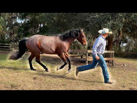 How to Make a Horse Your Friend