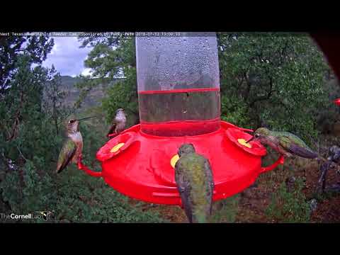 Female Rufous Hummingbird Flashes Iridescent Throat Spot – July 12, 2018