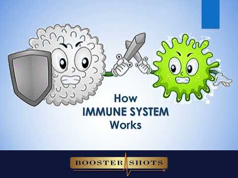 Imm2 | How Immune System Works