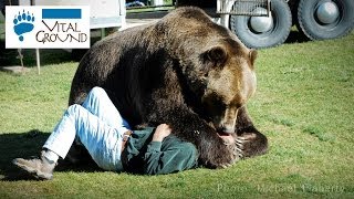 1,000lb Grizzly Bear on Man!