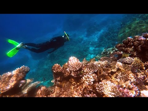 Snorkeling the Great Barrier Reef (GoPro Hero 4)