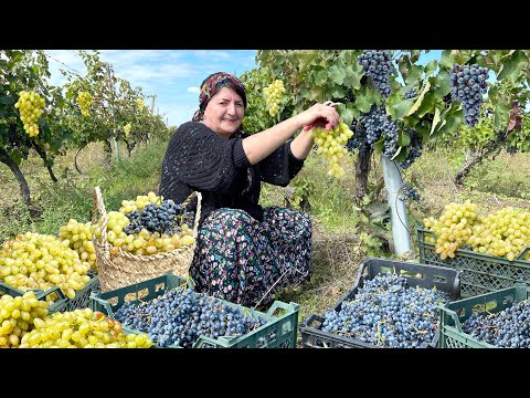 Grandma Makes Compote & Jam by Harvesting Grapes: You Can Store It for 1 Year!