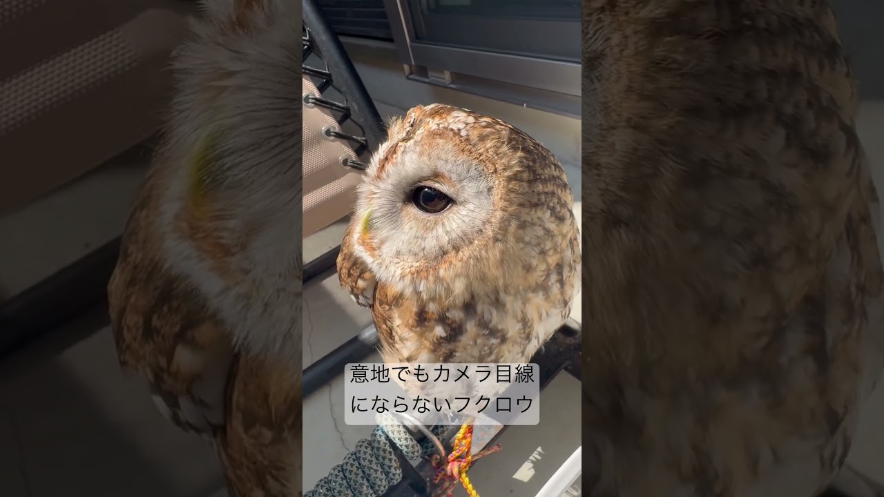 パパは無視して日向ぼっこポン