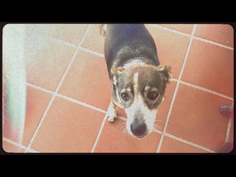 Lutz - Cura (ft. Lookalike)