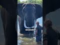 This is why you don’t mess with elephants #elephant