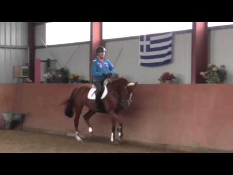 Cardino x Cathago, geb. 2010 *Reiten*