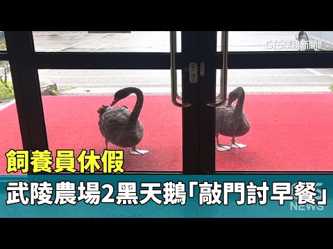 飼養員休假　武陵農場2黑天鵝「敲門討早餐」