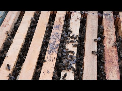 What situation did we find in the hives on December 20th?