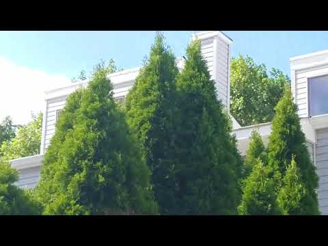 Huge Hornets Nest in Dayton, NJ