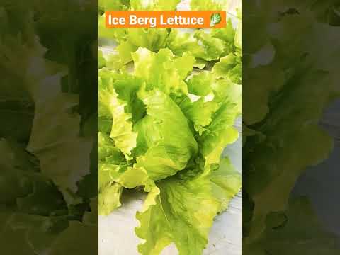 , title : 'Iceberg Lettuce 🥬 | #shorts #viral #viralvideos #IcebergLettuce'