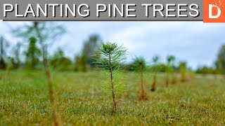 I planted 1`000 pine trees in one day #teamtrees