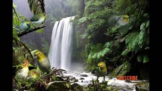 Download lagu terapi burung pleci mp3