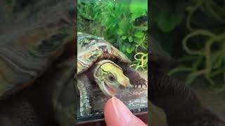 お腹が空いてるカメちゃん(飼い主には構ってくれない)【ニホンイシガメ】