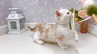 マンチカンの動画01