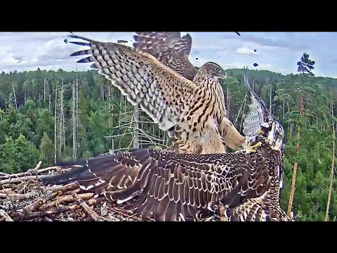 Kalakotkas2~A Goshawk attacks UX badly~3:14 pm 2020/08/24