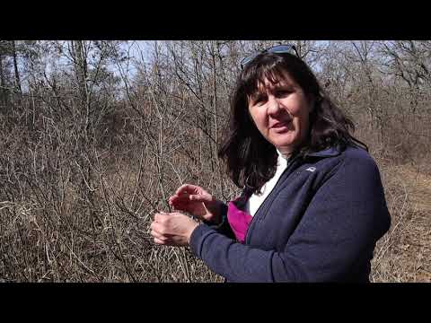 Trailside Treasures 20 - Hazelnut Flowers