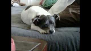 Grateful Dead- I Will Take You Home (studio)