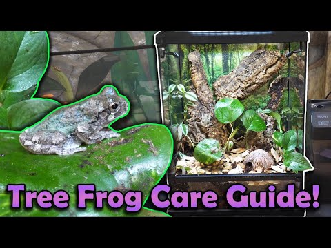 How to Care for Gray Treefrogs!