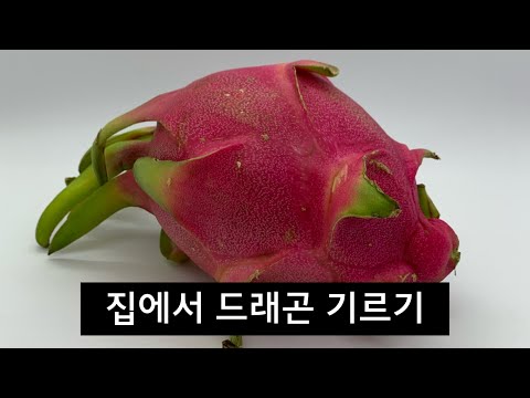 , title : 'ENG) 홈가드닝🌱용과 키우기 | 용과 손질법 | How to grow a Dragon fruit | 집에서 드래곤 키우기'