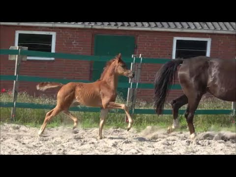 *2019 Stute von Morricone - Belissimo M