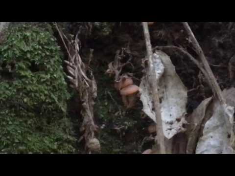 Candy cap mushroom hunting.Lactarius camphoratus