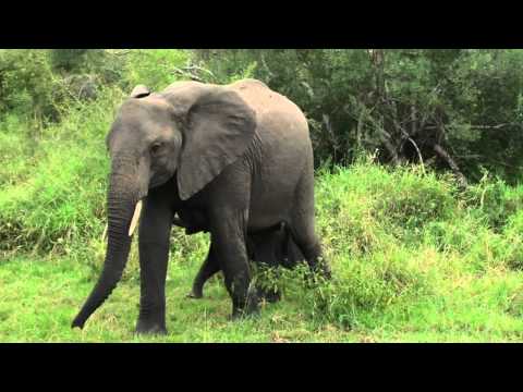 Large Heard of Elephants with Lots of Babies on Wildearth Safari TV Diary -2011.04.28.m4v