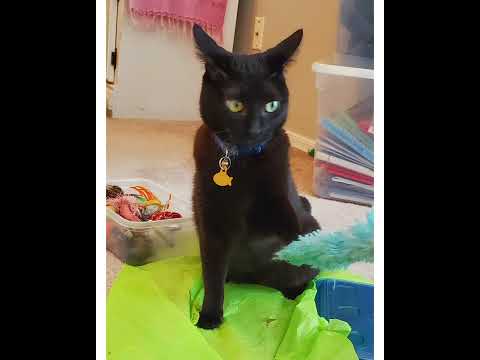 Crystal the Pet Nanny. LLC video.