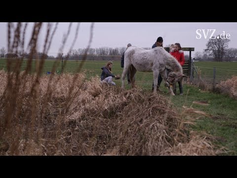 2. Chance für vernachlässigte Stute auf dem "Lottihof"