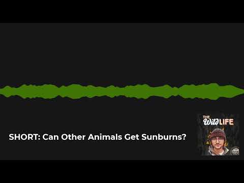 The Wild Life - SHORT: Can Other Animals Get Sunburns?