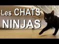 Les chats ninjas
