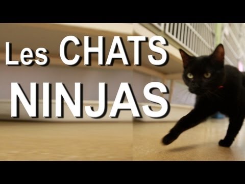 I Love Cats : Je Joue avec mon Chat PC