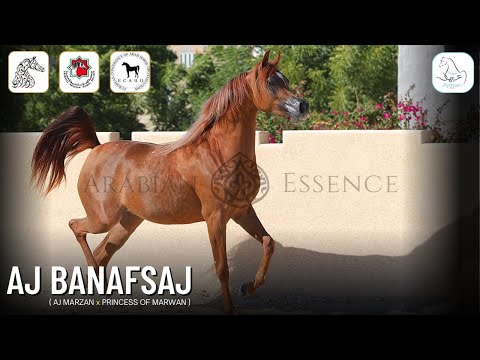 ✨AJ BANAFSAJ✨ BRONZE CH at Sharjah Arabian Horse Festival Local Bred 2022 | Ajman Stud